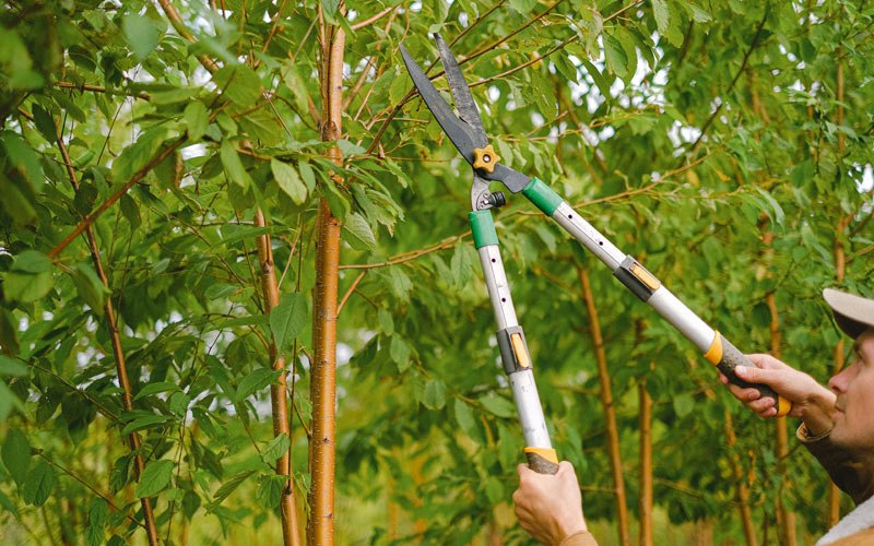 Tree trimming in Delhi, NY